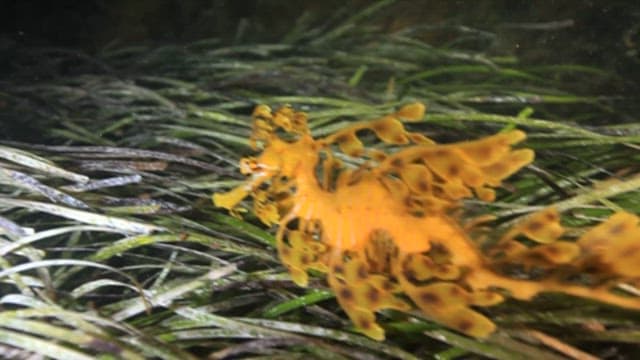Leafy Seadragon Camouflaged Among Seaweed