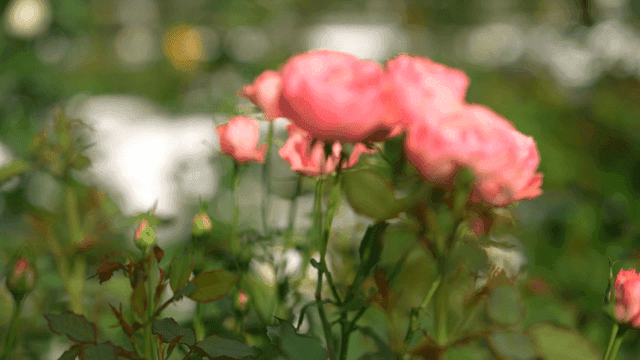 Pink roses blooming in garden