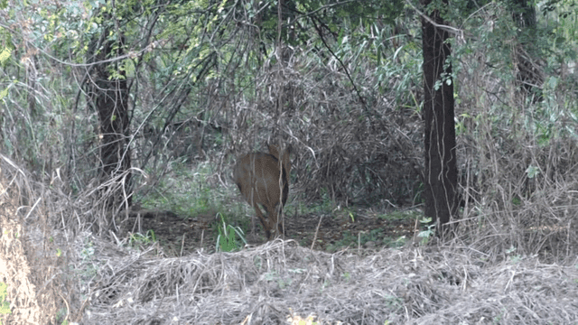 Deer standing in a dense forest