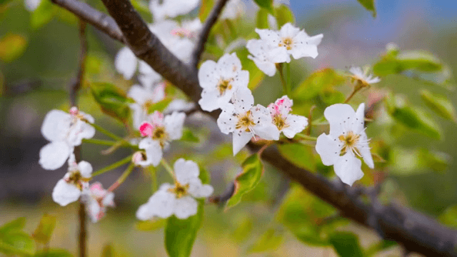 가지에 핀 벚꽃