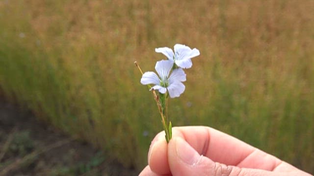 Hand Holding Delicate Flowers in a Field