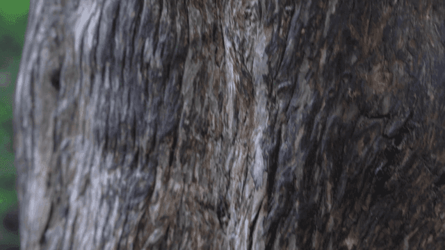 Close-up of dark tree trunk covered with moss