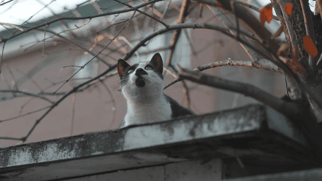 Curious tabby cat on roof