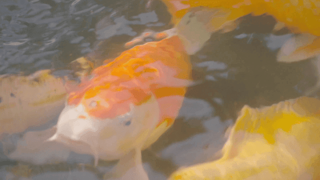 Colorful koi fish swimming in a pond