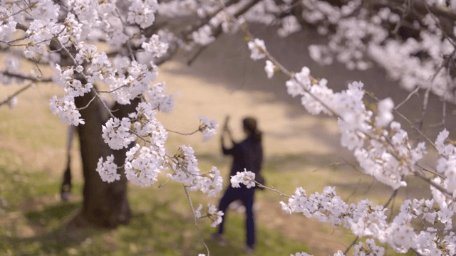 Cherry blossoms in full bloom with people