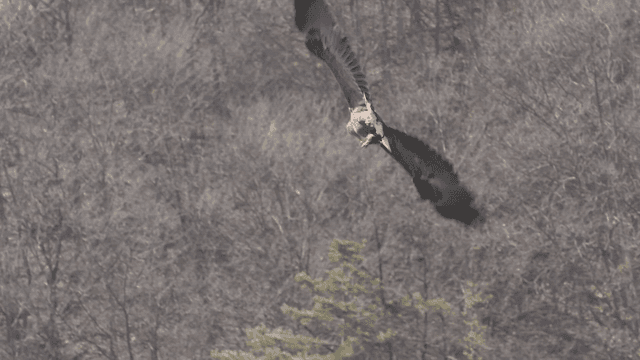 Majestic white-tailed eagle flying through forest