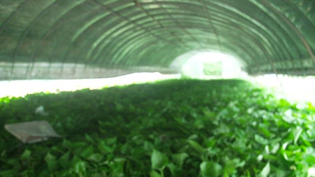 푸릇푸릇한 고구마순으로 가득한 온실 내부