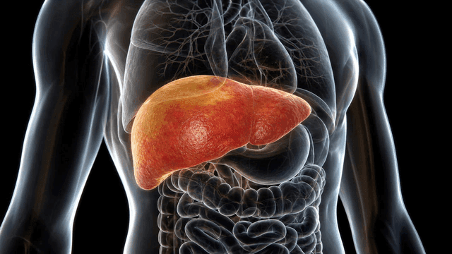 Detailed view of human liver anatomy