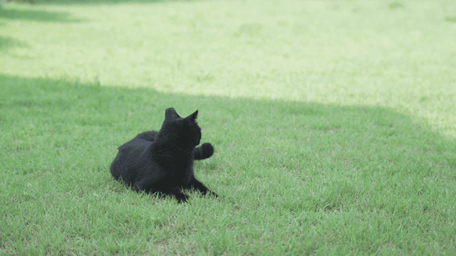 Black cat sitting on green grass