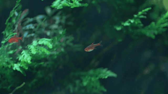 Small fish swimming among green water plants
