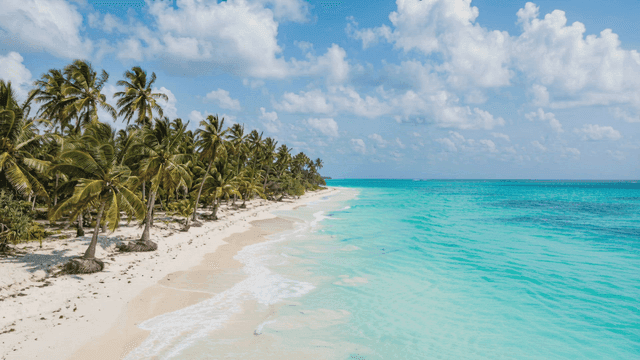 Tranquil tropical beach with clear water and palm trees