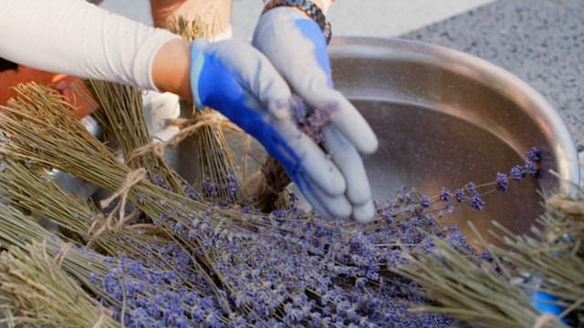 Hand-pulling dried lavender