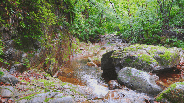 이끼 낀 바위가 있는 고요한 숲 속 개울