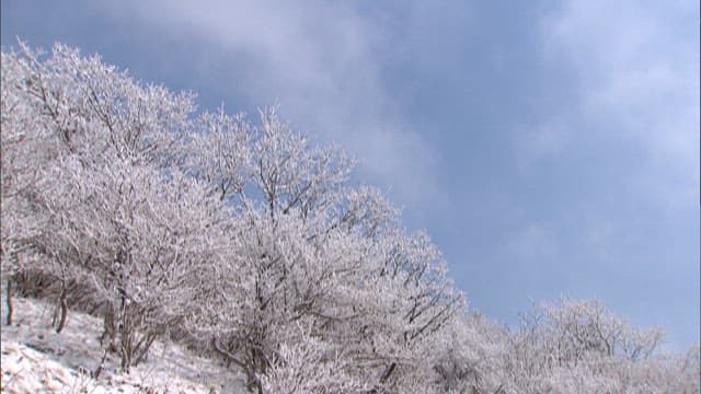 Snow-covered Trees Against a Cloudy sky