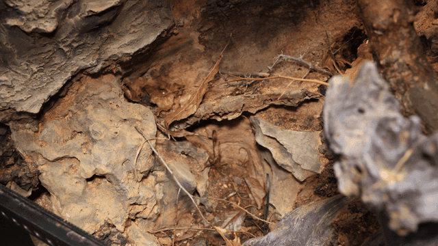 Close-up of a rugged tree bark and rocks