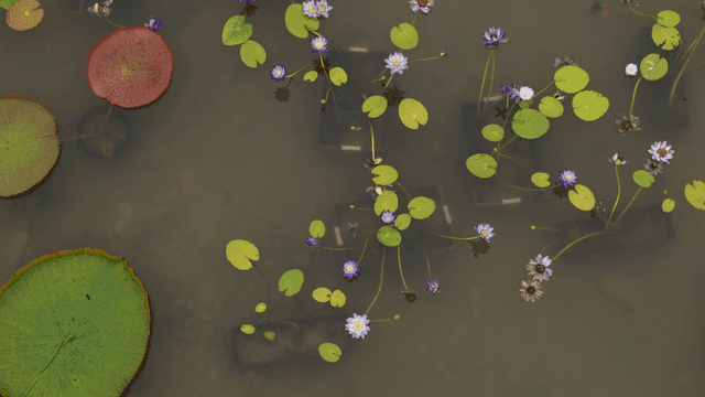 고요한 연못에 떠 있는 수련