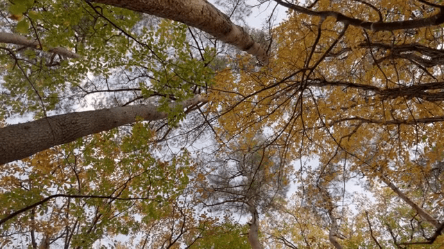 숲 속의 다채로운 가을 잎사귀