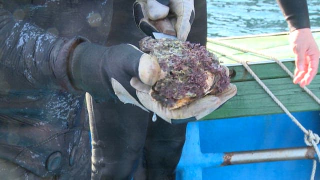 바다에서 수확한 해산물