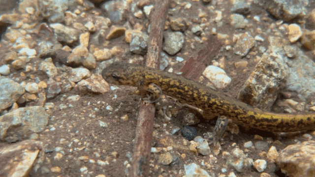 Small salamander on a rocky ground