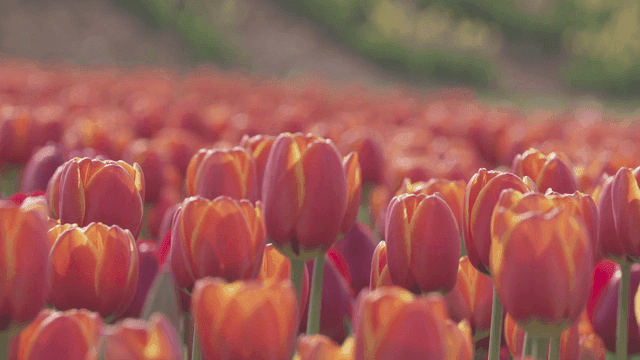 Field of blooming red tulips