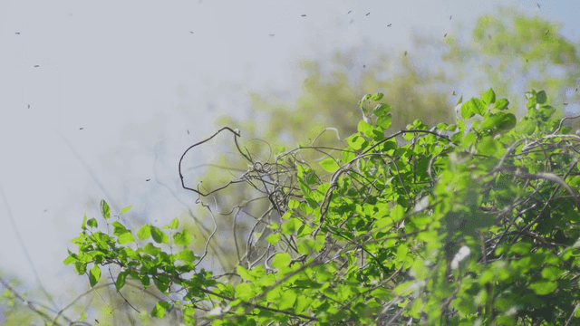 푸른 잎 위를 나는 벌들