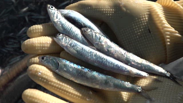 고무 장갑을 낀 손으로 들어올린 신선한 멸치