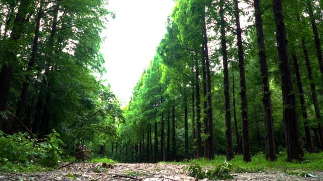 푸른 숲을 걷는 사람