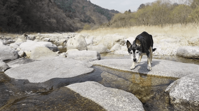 강가의 바위를 탐험하는 개