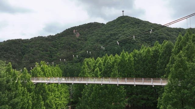 무성한 푸른 숲으로 둘러싸인 경치 좋은 다리