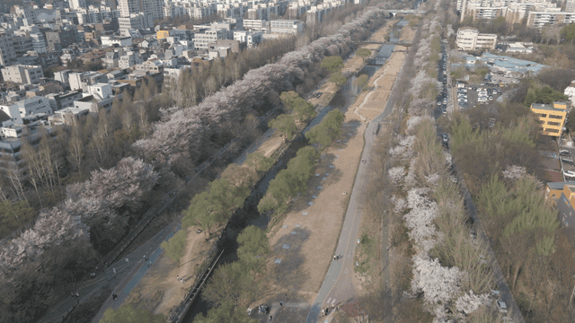 Cherry blossoms along a city river