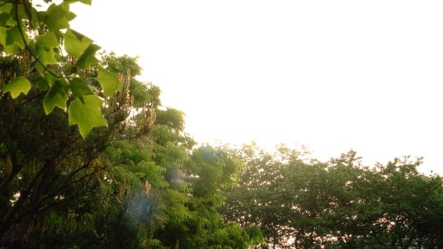 Early morning sunlight over green trees in a forest