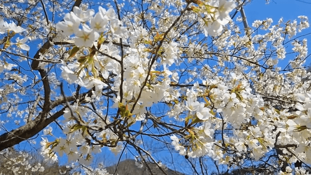 푸른 하늘 아래 만개한 벚꽃