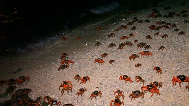 Nighttime Migration of Red Crabs on a Beach