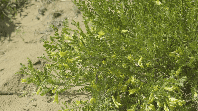 벌레가 앉은 푸른 잎사귀의 근접 촬영