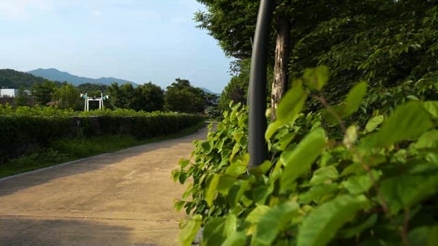 평화로운 시골의 푸른 산책로