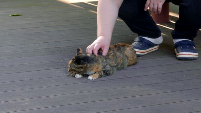 Person gently petting a relaxed cat