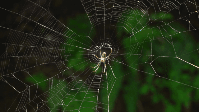 숲 속 거미줄에 앉아 있는 거미