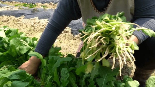 신선한 채소를 수확하는 사람