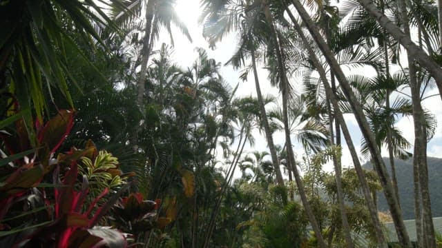 키 큰 야자수가 있는 무성한 열대 정원