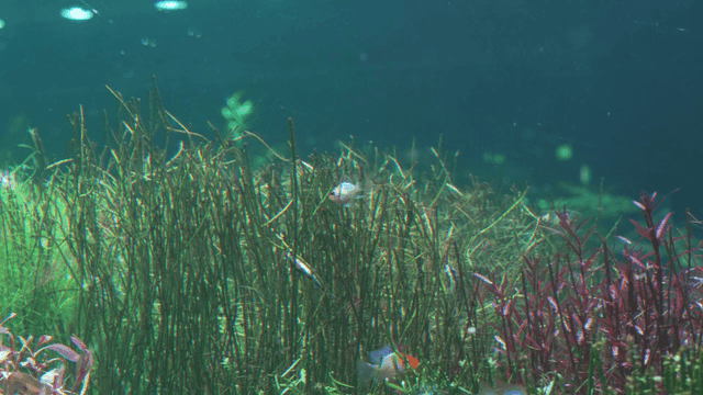 Colorful fish swimming among aquatic plants