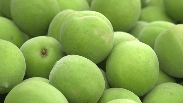 Close-up of fresh green plums