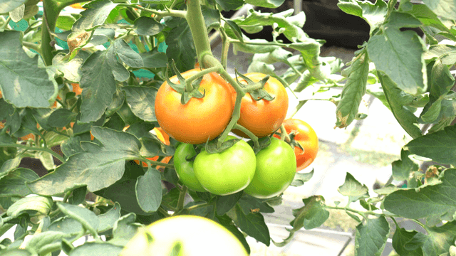 Tomatoes grown in greenhouse