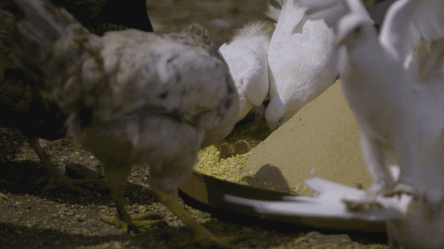 Chickens and pigeons eating on farm