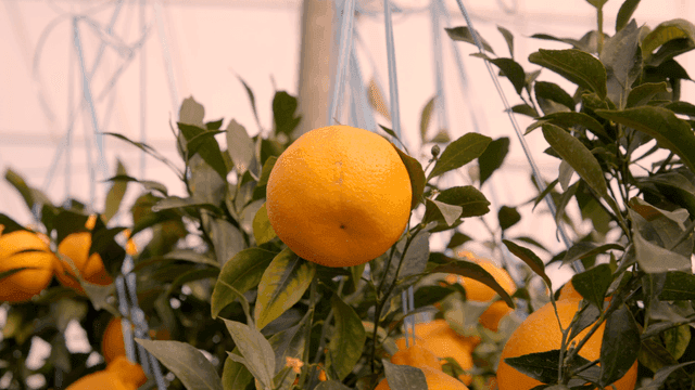 Hallabong hanging on tree branch