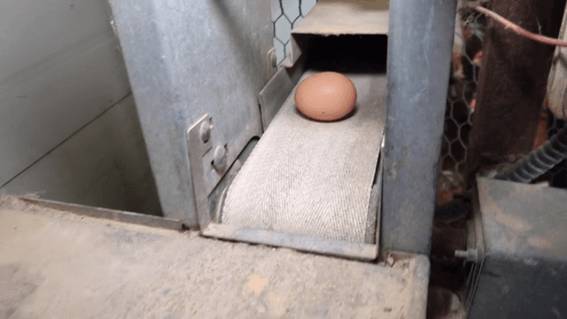 Eggs moving on a conveyor belt