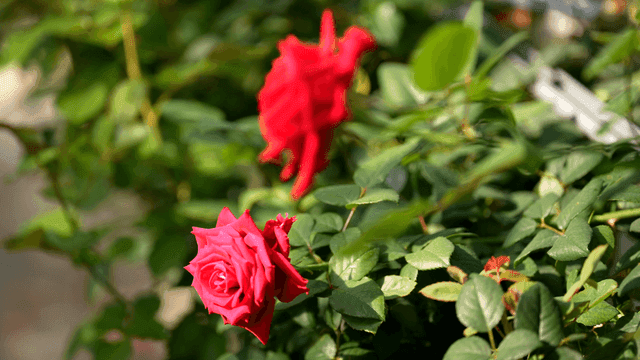 Fully bloomed red roses