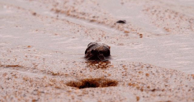 진흙 해안 위를 걷는 소라게