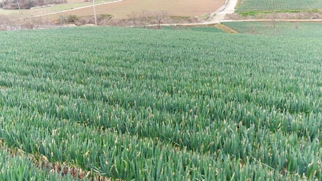 Vast green onion field in the countryside