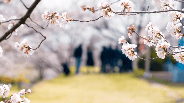 People enjoying cherry blossoms in full bloom at the park