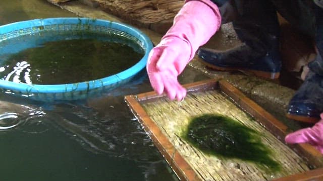 감태를 만드는 과정